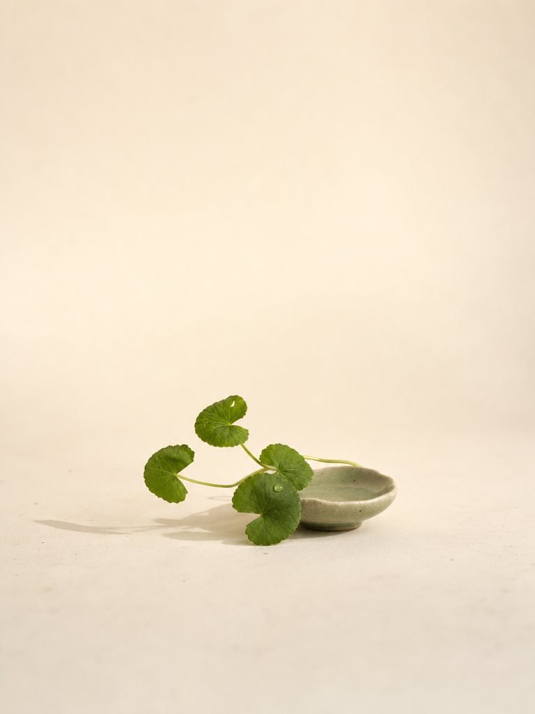Centella asiatica
